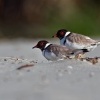 Kulik cernohlavy - Thinornis cucullatus - Hooded Plover o4878